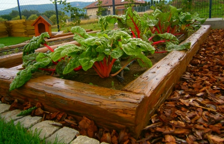 Fűszerkert
